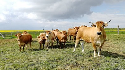 Boeuf